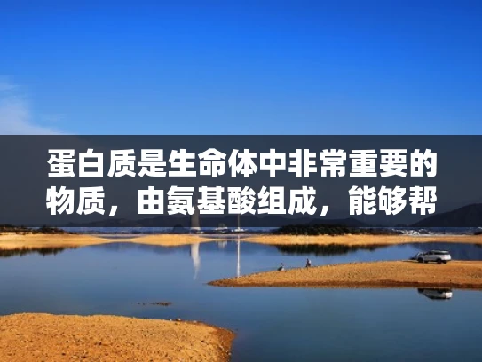 蛋白质是生命体中非常重要的物质，由氨基酸组成，能够帮助身体进行各种功能，比如运输氧气、组成肌肉和抗体等。蛋白质的结构和功能非常复杂，科学家们一直在研究如何分析和理解它们